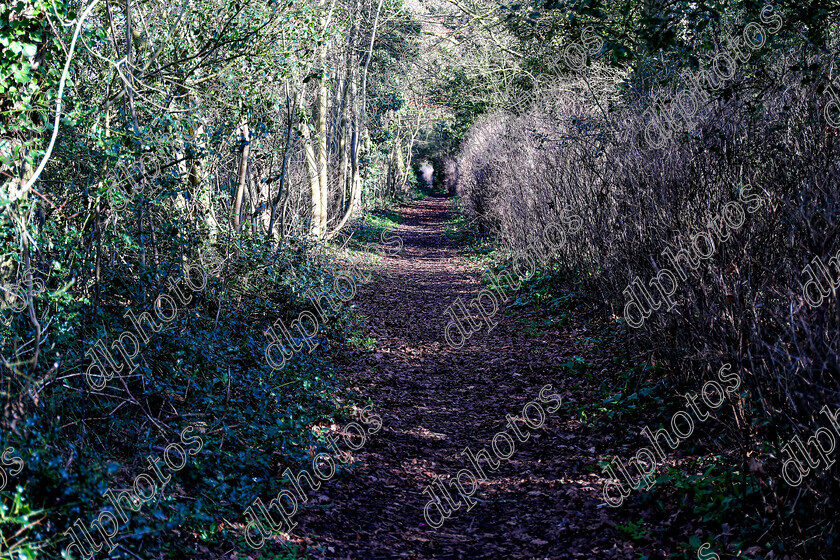 AQ3I0015 
 Lockington woodland 
 Keywords: Lockington Woodland