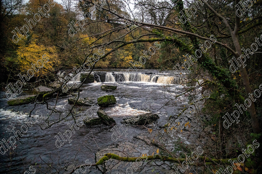 AQ3I9962 
 Keywords: Waterfall, Aysgarth, Autumn, North Yorkshire, Leyburn