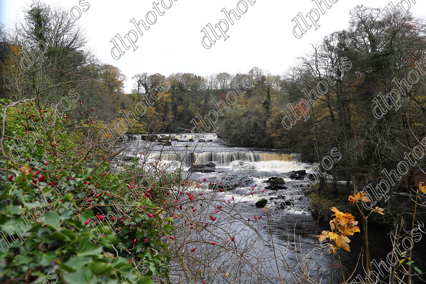 AQ3I9946 
 Keywords: Waterfall, Aysgarth, Autumn, North Yorkshire, Leyburn