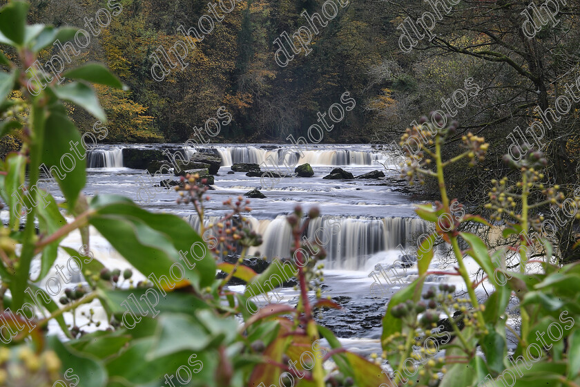 AQ3I9952 
 Keywords: Waterfall, Aysgarth, Autumn, North Yorkshire, Leyburn