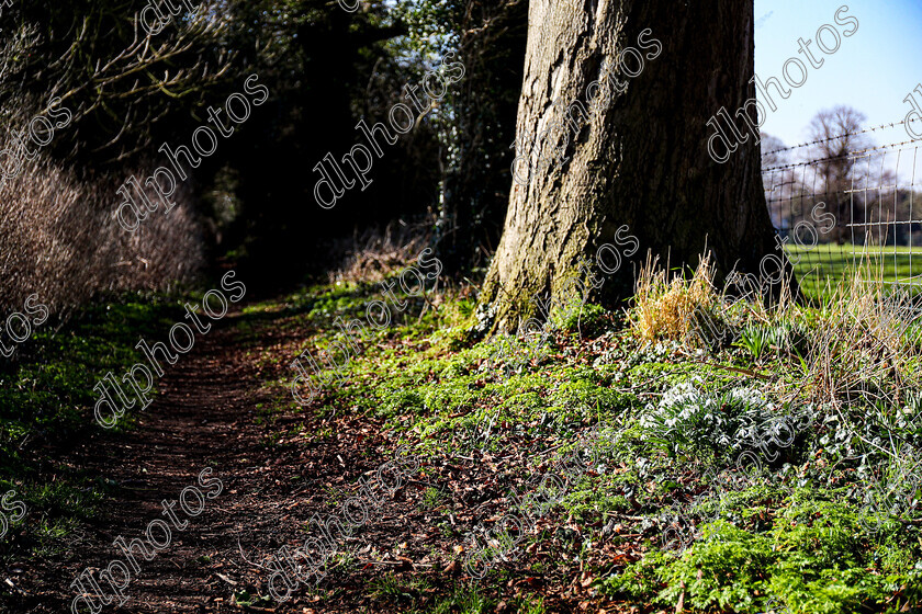 AQ3I0021 
 Lockington woodland 
 Keywords: Lockington Woodland